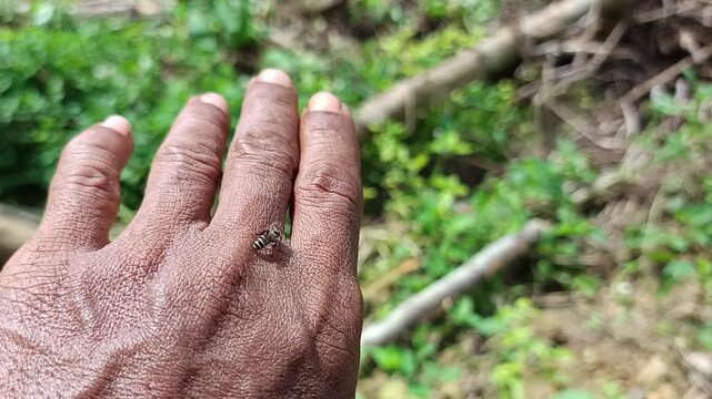this little beetle is sticking to my finger, looking for food. its body is striped in color and its wings appear relatively short from its body.