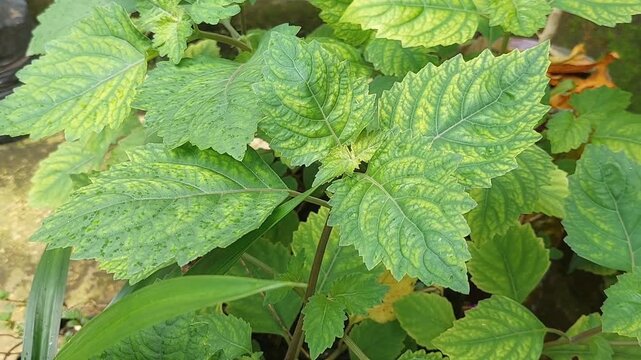 Patchouli leaves (Pogostemon cablin) Patchouli leaves are the basic ingredient for making essential oil