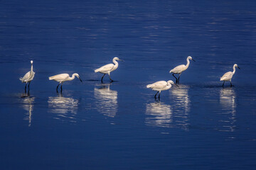 Obraz premium Six White Egrets Wading in Deep Blue Water with Reflections
