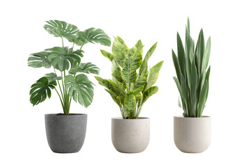 Naklejka premium Potted houseplant collection, three indoor decorative plants in modern ceramic pots, lush green monstera and snake plant foliage for home interior design isolated on Transparent Background