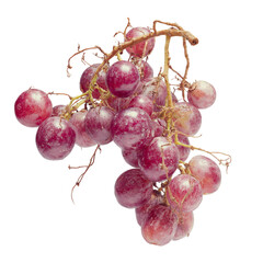 Dried Pink Red Wine Grapes with Brown Stem Isolated - Autumn Harvest Fruit Stock Image