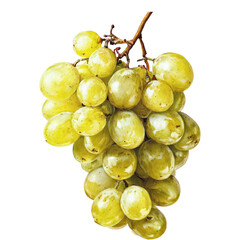 Fresh Green Yellow Table Grapes Bunch Isolated - Natural Fruit Stock Photography