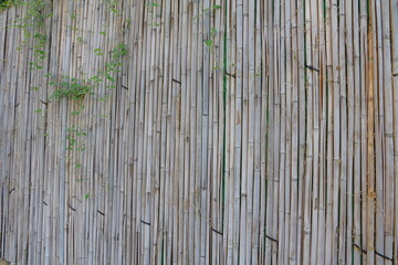 Bamboo wall background. Bamboo wall texture. Bamboo wall background