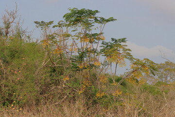 Tropical fruit tree with yellow flowers in the nature park.
