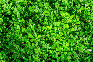 Obraz premium Lush green foliage fills the garden space with vibrant plants