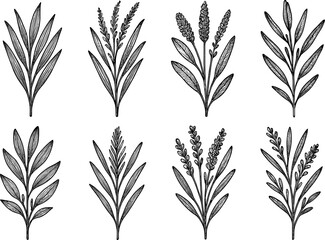 Elegant botanical drawing of various herbs and plants in black and white