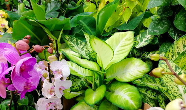 Various lush green plants and flowers background full frame stock photo images. Fresh green foliage photo. Different types of orchids, potted plants and flowers close-up stock photo