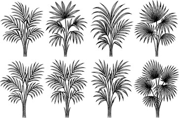 Obraz premium Intricate black and white tropical palm tree silhouettes collection