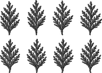 Obraz premium Vintage botanical pattern with hand drawn evergreen leaves on white background