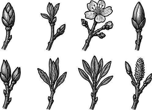 Spring Buds Graphics Spring Buds