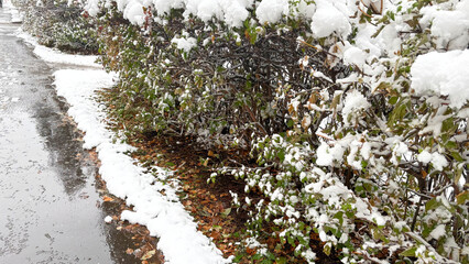 The first snow on bushes with green leaves.