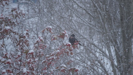 A black crow sits on a snow-covered rowan branch with red berries during a snowfall, against the backdrop of a winter forest with blurred trees.