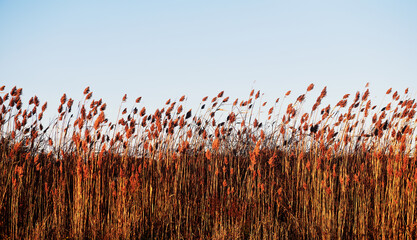 common reed, known scientifically as Phragmites australis, a tall, perennial grass often found in wetlands and ditches, Newport, Rhode Island, New England