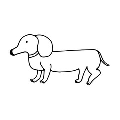 The dachshund is a short dog with a long body and short legs. Doodle. Vector illustration. Hand drawn. Outline.