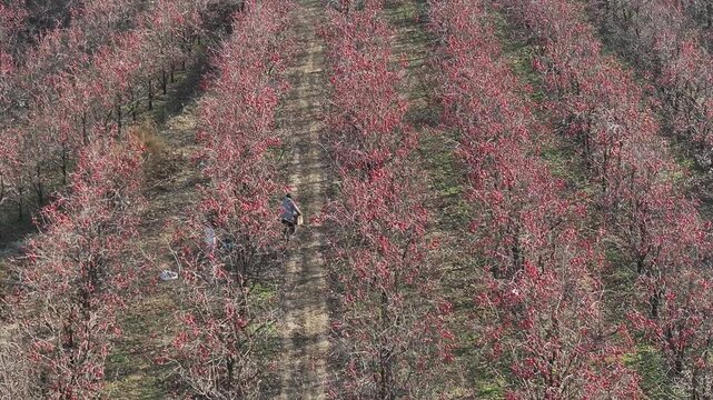 Ripe Persimmon Orchard in Sanmenxia - Aerial Harvest View