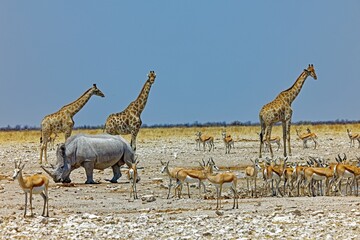 Breitmaulnashorn in Okaukuejo