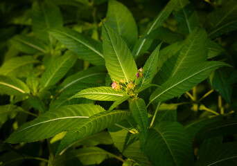 Beautiful bright green bush leaves growing in a summer forest. A seasonal scenery of woodlands in Latvia, Europe.