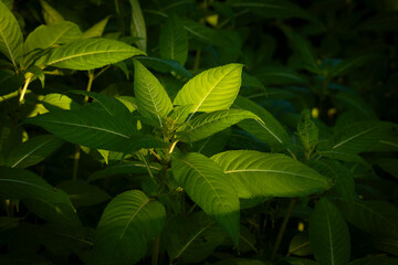 Beautiful bright green bush leaves growing in a summer forest. A seasonal scenery of woodlands in Latvia, Europe.