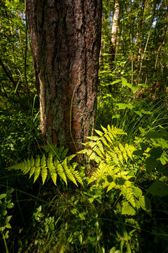 Fresh freen fern leaves growing in a summer forest. A seasonal scenery of woodlands in Latvia, Europe.
