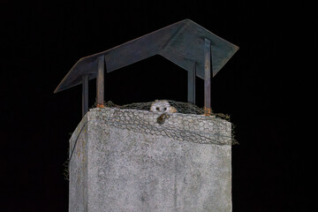Spooky Owl Perched on a Chimney at Night