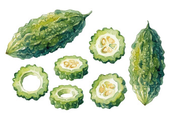 Watercolor-style bitter melon illustration／ゴーヤ