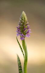 A beautiful bright pink flower blooming in the summer forest. A seasonal scenery of woodlands in Latvia, Europe.