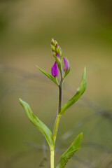 A beautiful bright pink flower blooming in the summer forest. A seasonal scenery of woodlands in Latvia, Europe.
