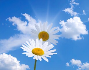 Two daisies against a vibrant blue sky with fluffy clouds
