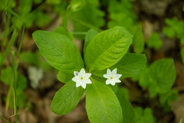 A beautiful white wildflower blooming in a summer forest. A seasonal scenery of woodlands in Latvia, Europe.