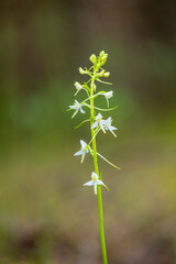 A beautiful white wildflower blooming in a summer forest. A seasonal scenery of woodlands in Latvia, Europe.