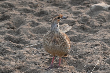 A cute grey francolin bird is seen in the dry scrubs of a forest area