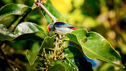 Mistletoebird perching on branch eating berries