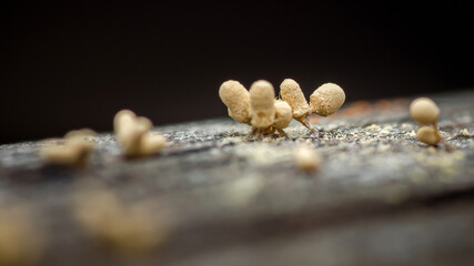 Fungus colony growing on a decaying wooden surface