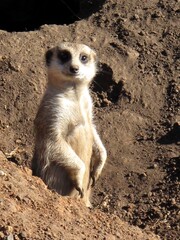 Fototapeta premium Alert meerkat standing upright at the entrance of its burrow in a sunlit, sandy habitat.