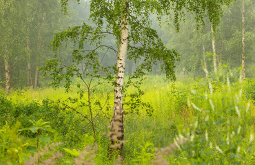 A beautiful foggy summer morning in a park with birch trees. A seasonal scenery in Latvia, Europe.