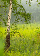 A beautiful foggy summer morning in a park with birch trees. A seasonal scenery in Latvia, Europe.