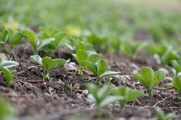 New Latvia field growth captured in soft spring perspective