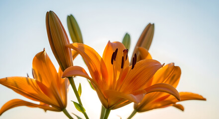 Obraz premium Orange Lilies Buds Bloom Sunlit Sky Floral Copy Space