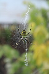 Black and yellow banded wasp spider centered on web with distinctive stabilimentum silk pattern in natural outdoor environment