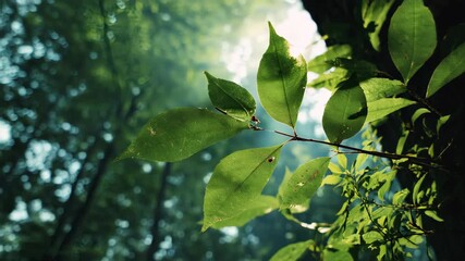 Wide Shotgreen theme, Symmetrical Composition, Green theme, environmental awareness, lush greenery, vibrant leaves, clean air, sunlight shining through the forest