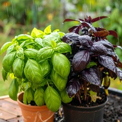Two basil plants, vibrant green and deep purple, in pots, under a light rain