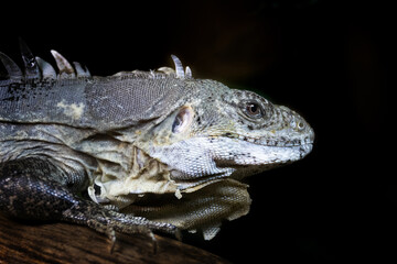 Utila spiny-tailed iguana, Ctenosaura bakeri, on tree branch, side view over black background. This species is only found on Utila, an island off the coast of Honduras.