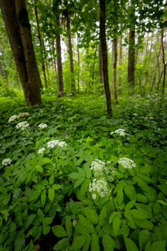 White ground elders blooning in a summer forest landscape. A seasonal scenery of woodlands in Latvia, Europe.