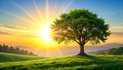 Fototapeta premium Sunrise over a grassy hill with a lone tree