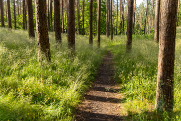 A beautiful summer forest landscape with a small footpath. A seasonal scenery of woodlands in Latvia, Europe.