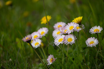 Bellis Perennis Daisies Blooming In Bright Spring Grass In Latvia © Zelma
