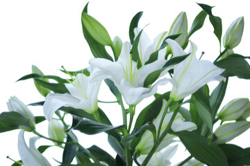 Bright white lily cluster on a calm green background, timeless floral portrait perfect for luxury branding, holiday promotions, invitations, posters and web banners.
