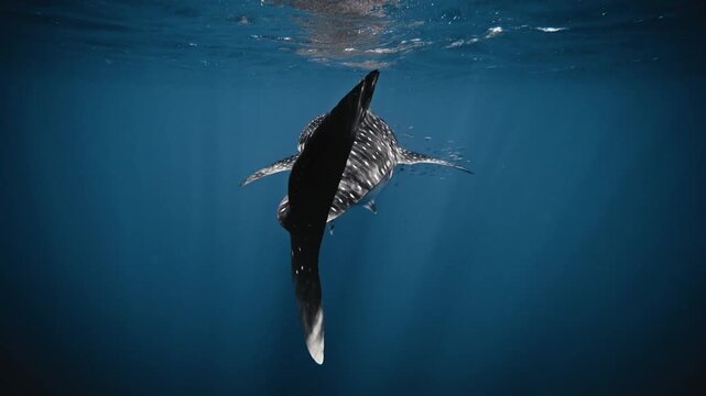 Whale shark swimming in blue ocean