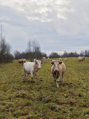 Fototapeta premium Cows in a small village in countriside, Russia, late autumn season