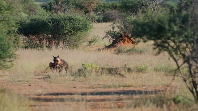 Brown Hyena carrying dead animal in Savannah